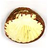 Image 3 : Beautiful Seminole Double Scallop Shell Basket