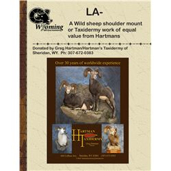 Hartman Taxidermy-Wild Sheep Shoulder Mount