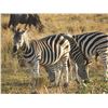 Image 20 : A Five Day Hunting Safari In South Africa for Two Which Includes 4 Species