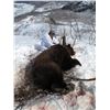 Image 6 : 2020 10 day Spring Brown Bear Hunt With Bonus Black Bear In Alaska With Extreme Adventures