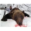 Image 7 : 2020 10 day Spring Brown Bear Hunt With Bonus Black Bear In Alaska With Extreme Adventures