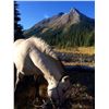 Image 17 : 2020 BC 10 Day Mountain Goat hunt for 1 with  Wicked River Outfitters