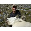 Image 5 : 2020 BC 10 Day Mountain Goat hunt for 1 with  Wicked River Outfitters