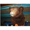Image 1 : TAXIDERMY BEAR HEAD