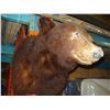 Image 2 : TAXIDERMY BEAR HEAD