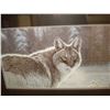 Image 2 : THE NEWCOMER - EASTERN COYOTE LEP BY RANDY FEHR 24810