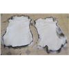 Image 2 : 2 RABBIT PELTS