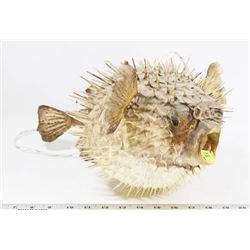 BLOWFISH LAMP