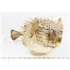 Image 1 : BLOWFISH LAMP