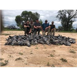 L&S Hunting Company Argentina High Volume Dove Hunt