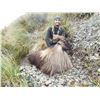 Image 2 : New Zealand Custom Outfitters Tuhr Hunt