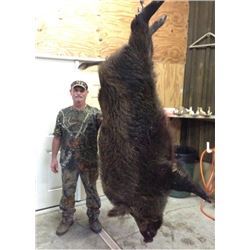 FLORIDA – 1.5 DAY WILD BOAR HUNT WITH BAY DOGS FOR 4 HUNTERS