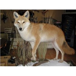 $500 GIFT CERTIFICATE FOR TAXIDERMY WORK