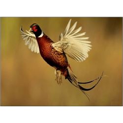 MICHIGAN - PHEASANT HUNT FOR FOUR HUNTERS