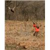 Image 2 : MICHIGAN - PHEASANT HUNT FOR FOUR HUNTERS