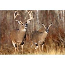 KANSAS - 5 DAYS/6 NIGHTS TROPHY WHITETAIL DEER HUNT FOR ONE HUNTER