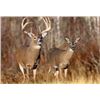 Image 1 : KANSAS - 5 DAYS/6 NIGHTS TROPHY WHITETAIL DEER HUNT FOR ONE HUNTER