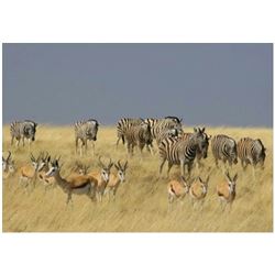 NAMIBIA - SEVEN DAY BLAST & CAST SAFARI FOR ONE HUNTER