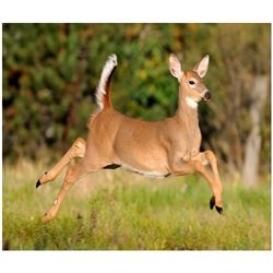 MICHIGAN - TWO-DAY WHITETAIL DEER HUNT FOR ONE YOUTH HUNTER