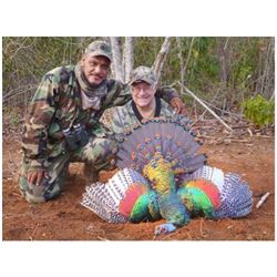 MEXICO - 7 DAY HUNT FOR OCELLATED TURKEY FOR 1 HUNTER & 1 GUEST