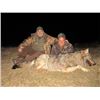 Image 1 : MACEDNIA - WOLF HUNT WITH RIFLE FOR 2 HUNTERS