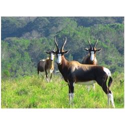 NAMIBIA - 9 DAY PLAINS GAME HUNT FOR 2 HUNTERS WITH 1 DAY SIDE TRIP