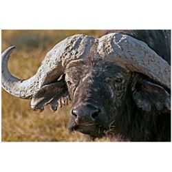 SOUTH AFRICA - 7 DAY CAPE BUFFALO RIFLE HUNT FOR 1 HUNTER