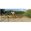 Image 1 : MOZAMBIQUE - NILE CROCODILE HUNT WITH RIFLE FOR TWO HUNTERS