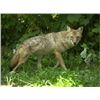 Image 1 : SE MICHIGAN – GUIDED COYOTE HUNT FOR TWO HUNTERS