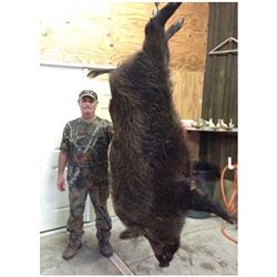 FLORIDA – 1.5 DAY WILD BOAR HUNT WITH BAY DOGS FOR 4 HUNTERS