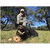 Image 2 : TEXAS - 2 DAY WILD BOAR HUNT FOR 4 HUNTERS