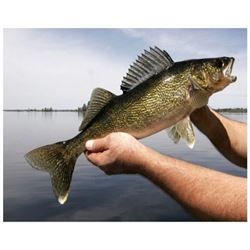 MICHIGAN/OHIO - HALF DAY WALLEYE FISHING CHARTER FOR 4 ANGLERS