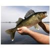 Image 1 : MICHIGAN/OHIO - HALF DAY WALLEYE FISHING CHARTER FOR 4 ANGLERS