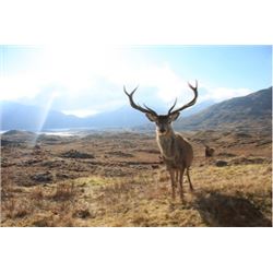 SPAIN - 3 DAY HUNT FOR TROPHY IBERIAN RED STAG FOR ONE HUNTER