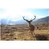 Image 1 : SPAIN - 3 DAY HUNT FOR TROPHY IBERIAN RED STAG FOR ONE HUNTER