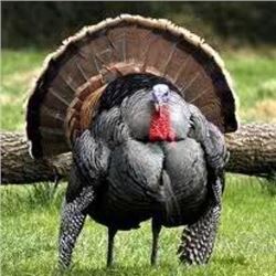 KANSAS - 2 DAYS/3 NIGHTS EASTERN WILD TURKEY HUNT FOR 2 HUNTERS