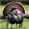 Image 1 : KANSAS - 2 DAYS/3 NIGHTS EASTERN WILD TURKEY HUNT FOR 2 HUNTERS