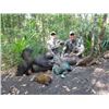 Image 1 : MEXICO - SEVEN DAY CAMPECHE JUNGLE HUNT FOR TWO HUNTERS