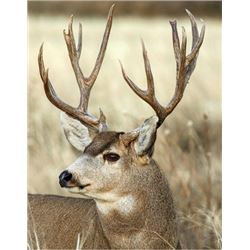 ARIZONA - 5 DAY MULE DEER HUNT FOR 1 HUNTER