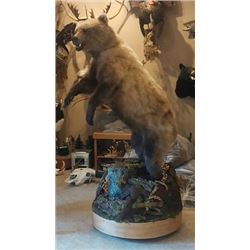 $1000 GIFT CERTIFICATE FOR TAXIDERMY WORK