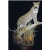 Image 2 : $1000 GIFT CERTIFICATE FOR TAXIDERMY WORK