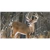 Image 1 : SE MICHIGAN – SEVEN DAYS WHITETAIL DEER HUNTING FOR ONE HUNTER