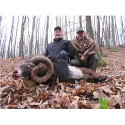 SERBIA - MOUFLON SHEEP HUNT WITH RIFLE FOR 2 HUNTERS