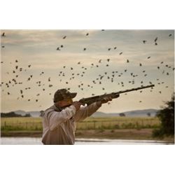 ARGENTINA - THREE DAY DOVE HUNT FOR TWO HUNTERS