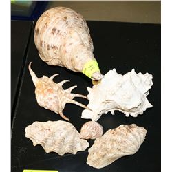 ESTATE SEASHELL COLLECTION