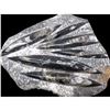 Image 1 : Orthoceras Fossilized Squid Plate Moroccan Slab Fossil Over 200 Million Years Old 9" X 10"