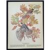 Image 2 : c1946 Audubon Print, #107 Canada Jay