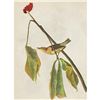 Image 1 : c1946 Audubon Print, #19 Louisiana Water Thrush