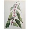 Image 1 : c1946 Audubon Print, #49 Cerulean Warbler