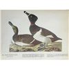 Image 1 : c1946 Audubon Print, #294 Ring-Necked Duck